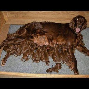 Meet your Posher, Hala